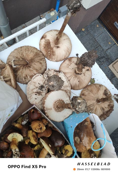 Sprzedam swieze grzyby podgrzybki rydze kanie sowy maslaki