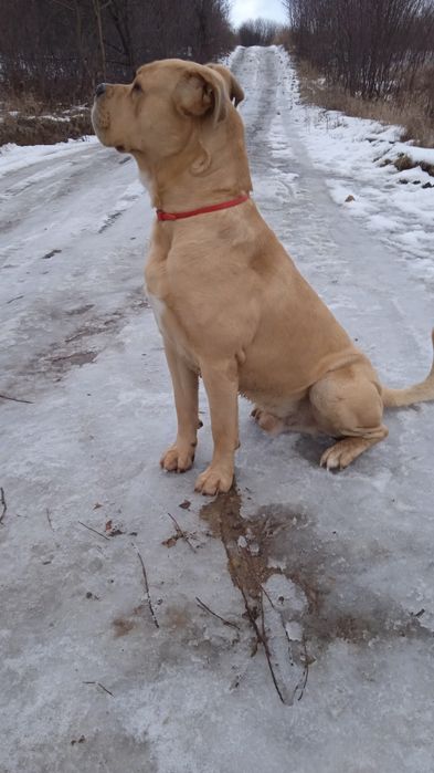 Ка Де Бо Кабель для вязки.