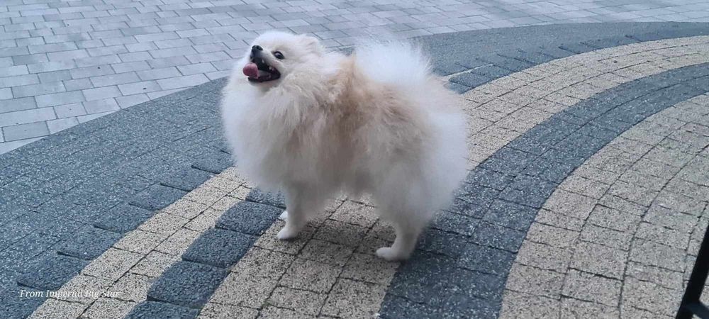 Szpic miniaturowy pomeranian zkwp FCI  mikro sunia