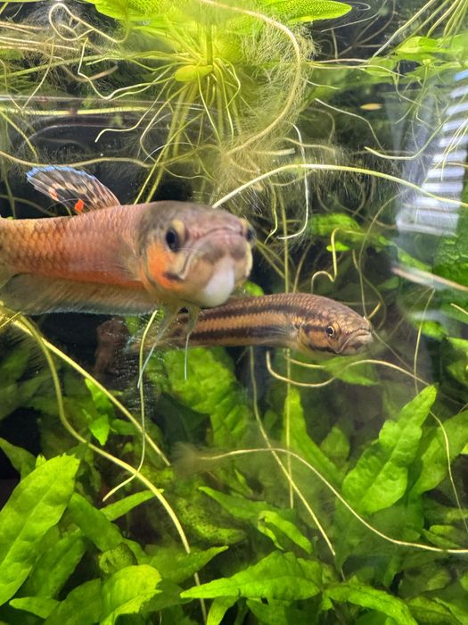 Bojownik plamooki / Betta Macrostoma |  PARA HODOWLANA
