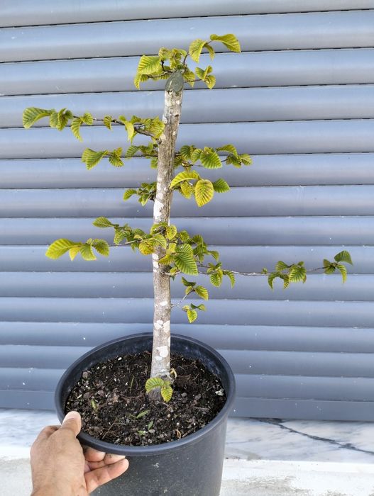 Pré bonsai carpinus betulus
