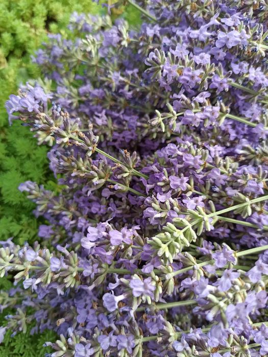 Лаванда  засушенная   в   букетах