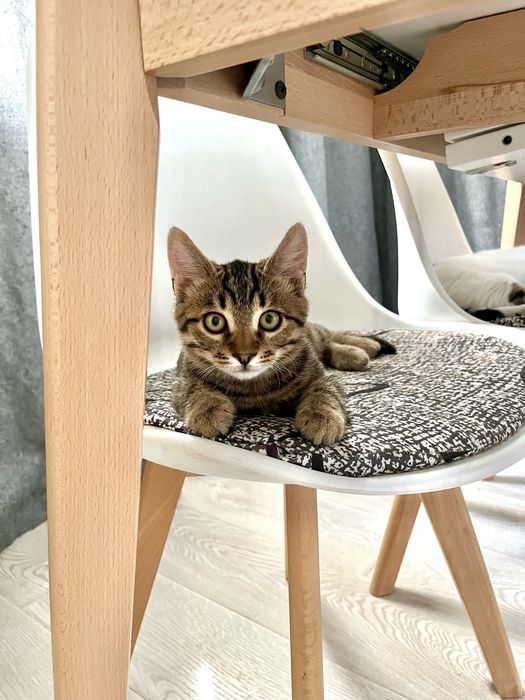 Шухер 3 мес привит обработан