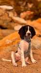 english springer spaniel Lop para reserva