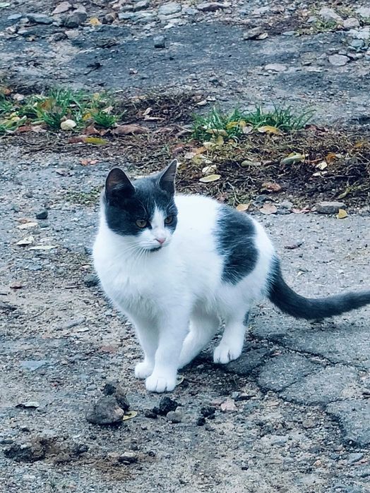 Котята ищут новый дом и доброе сердце