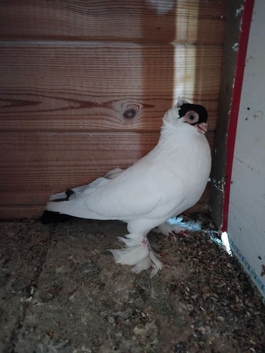 Gołębie ozdobne - krymek