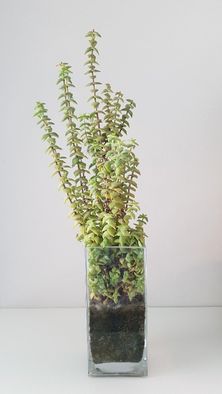 Suculentas - CRASSULA ovata / CRASSULA perforata e KALANCHOE tomentosa