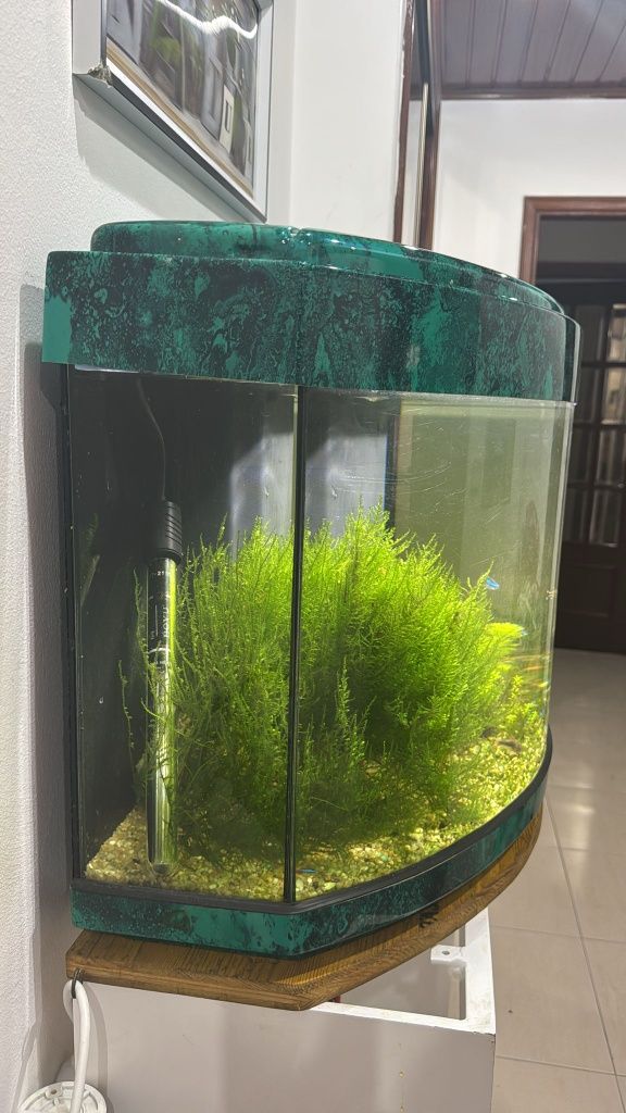 Aquário amazônico80 litros