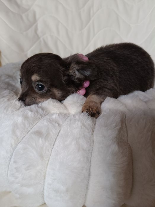 Chihuahua blue suczka xs