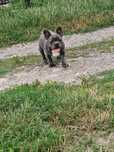 Buldog francuski