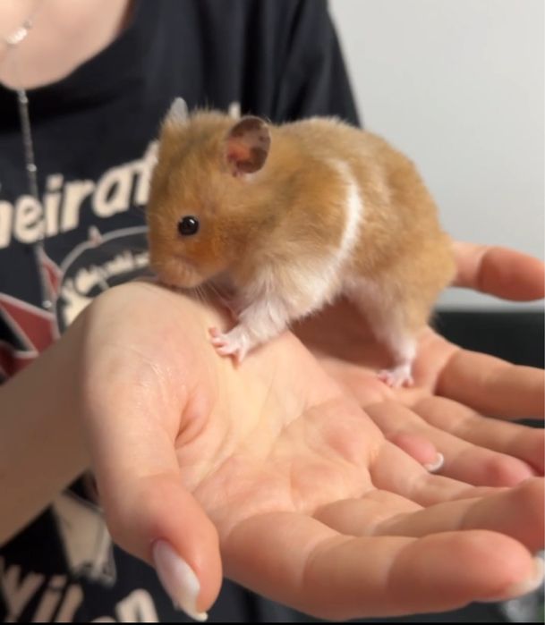 Перетримка для гризунів, морських свинок кроликів Полтава залишити