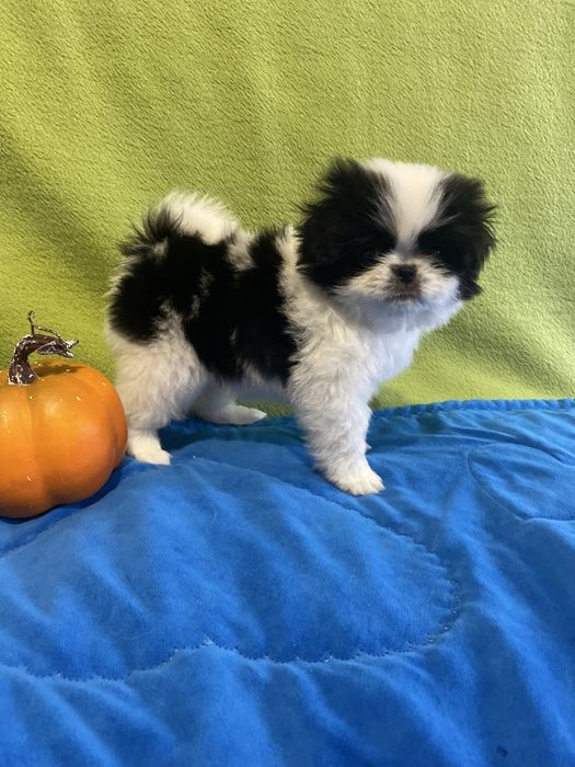 Цуценята Японський хін, дівчинка