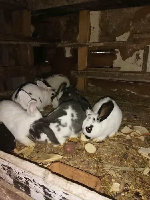 Króliki po srokaczu