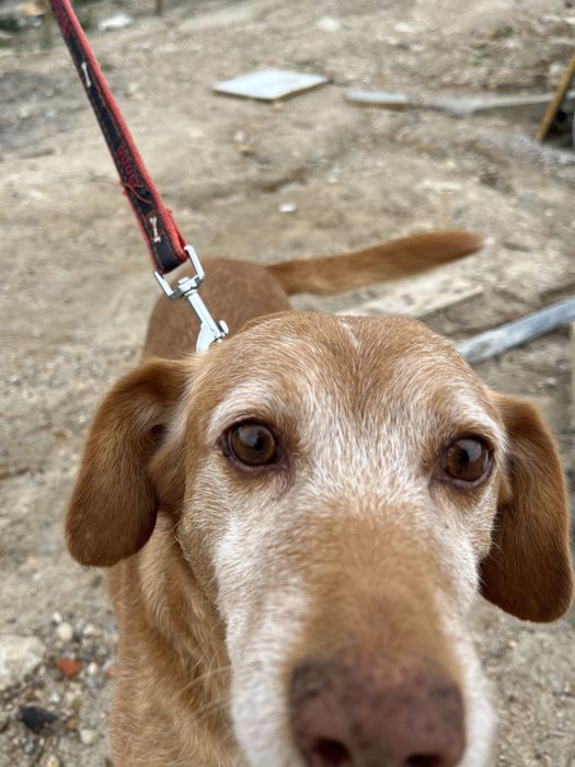 Spicy- o Cão dos abraços!