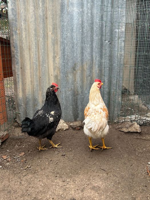 2 frangos do campo machos