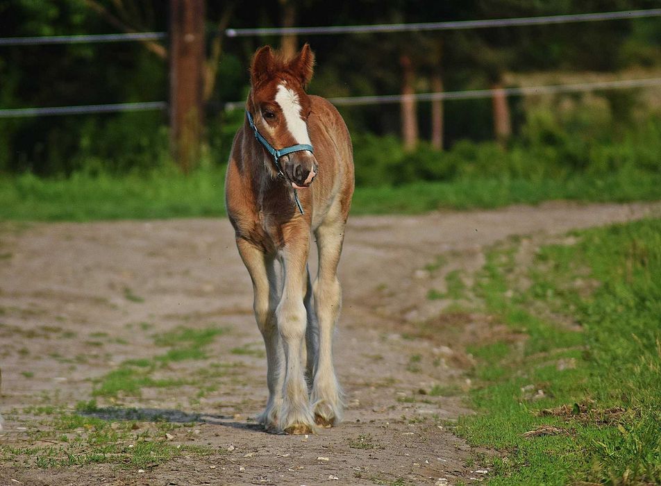 Gypsy Cob/ Irish Cob/ Tinker Incognito Dancing Star „Denver”