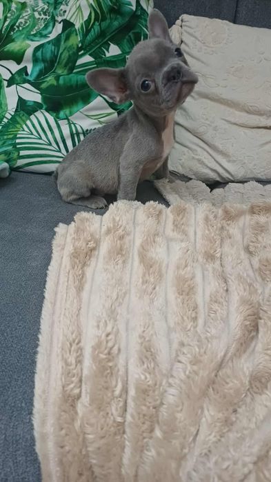 Buldog francuski piesek