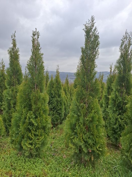 Tuja szmaragd thuja smaragd  100 do 200 cm