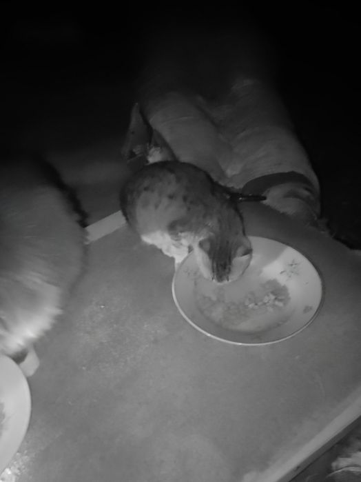 Маленький до 2х міс кошеня хлопчик