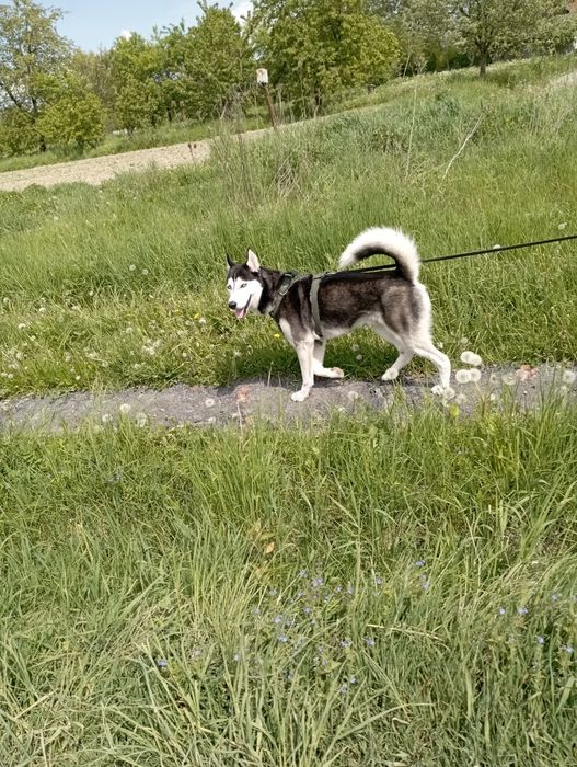 Молодий хаскі  трьох років шукає дівчину для в'язки.
