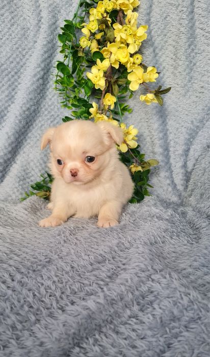 Excelente mini menina pelo longo Chihuahua/Chiuaua de Qualidade