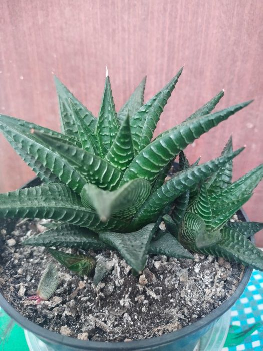 Сукулентна рослина хавортія