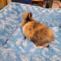Nowa dostawa królik miniaturka Teddy w PAWIK.PL sklep zoologiczny