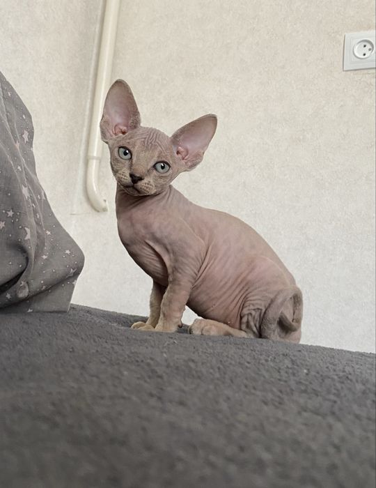 Канадський сфінкс