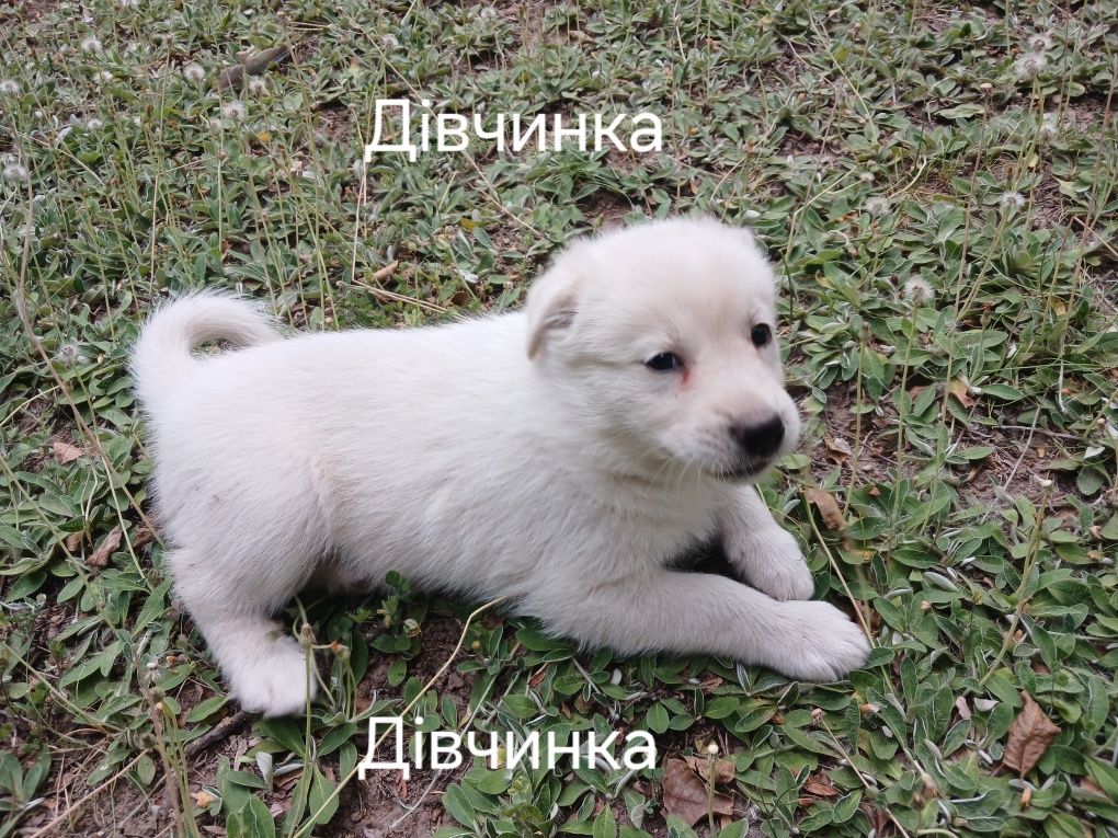 Подарую Хасенят в добрі руки