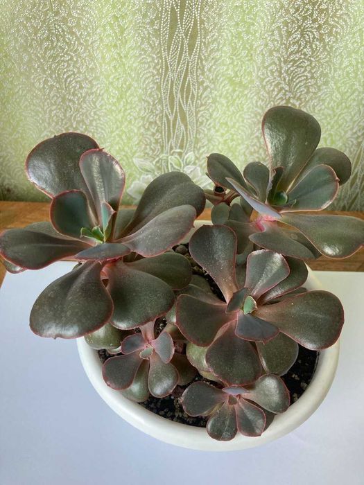 Ехеверія Донецьк Сансет,  Ехеверія Паліда. Сукуленти.