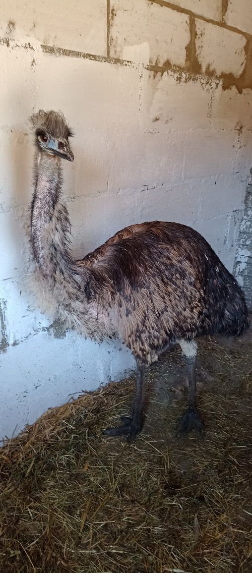 Wesoły struś emu