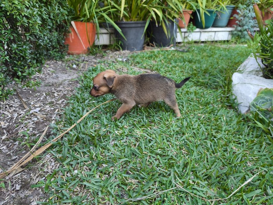 Pinscher pincher exótico miniatura criado em ambiente familiar