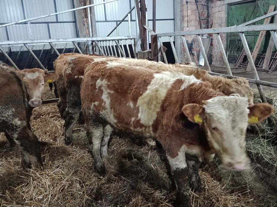 Byczki Simental LM MM 7 sztuk