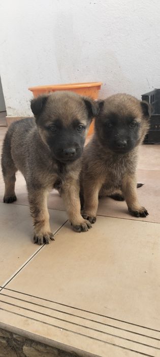Serra da estrela x Pastor alemão