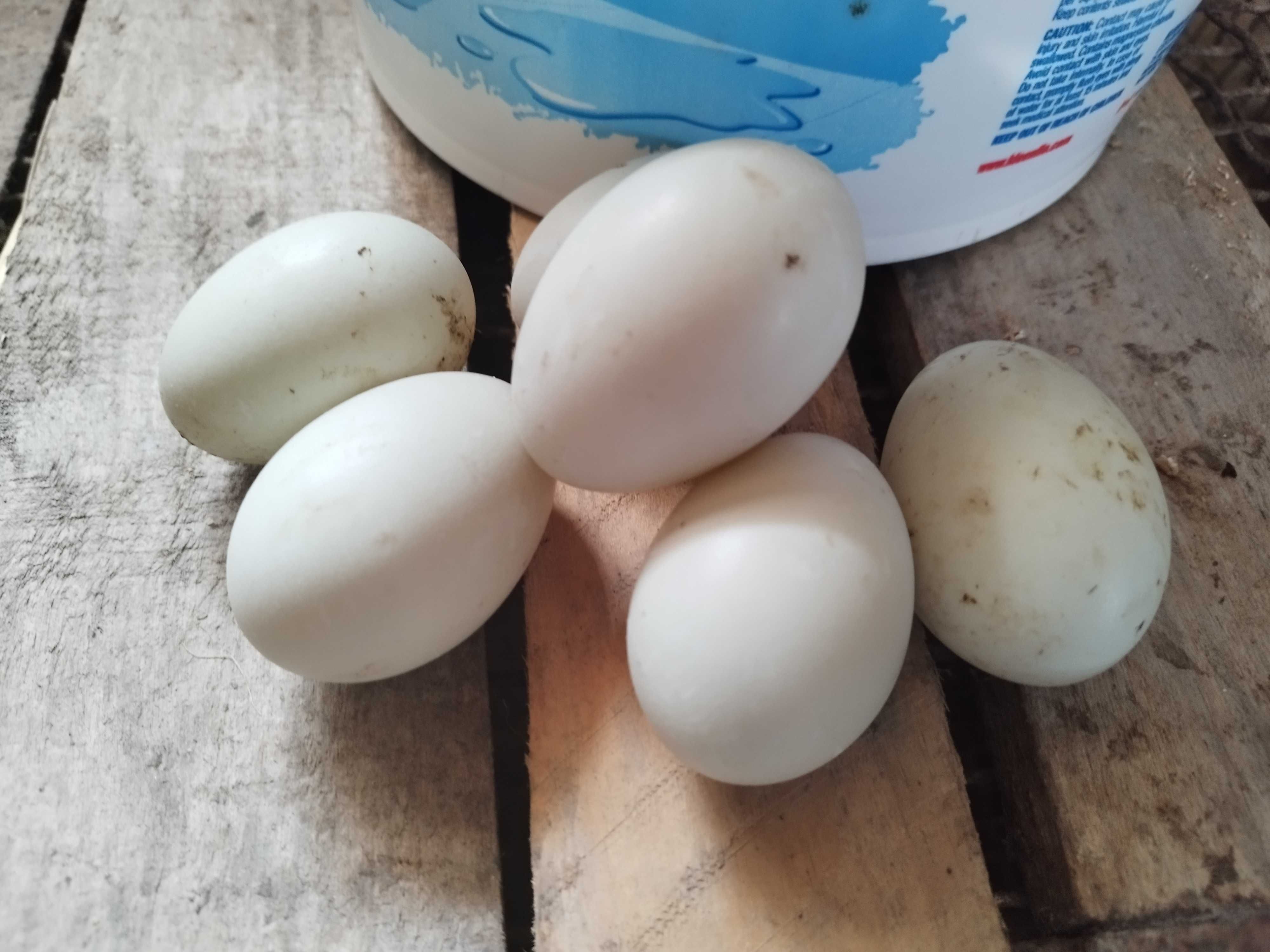 Jaja lęgowe/konsumpcyjne gęsi Landes i kaczek biegusów