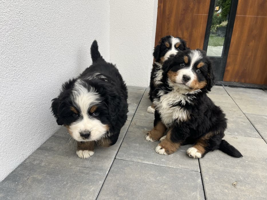 Berneński Pies Pasterski