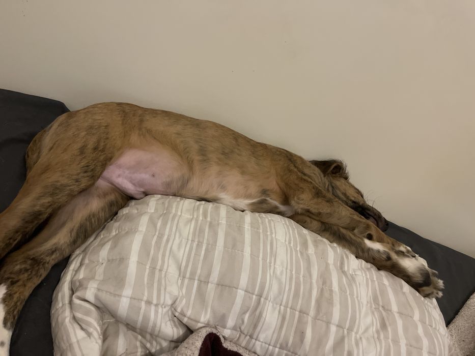 Dou  este cao  com quatro meses