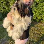 Pies Shih Tzu szczeniak śliczny chłopczyk transport za granicę zkwp