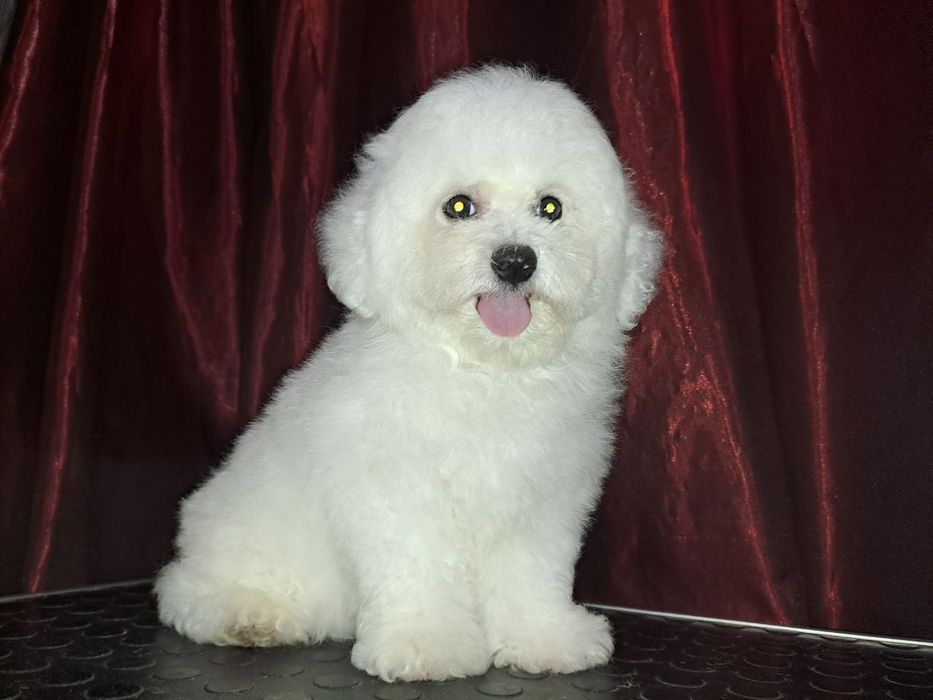 Щенки Бишон Фризе — питомник «Симфония Души»