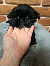 Shih tzu czarny,  cudny