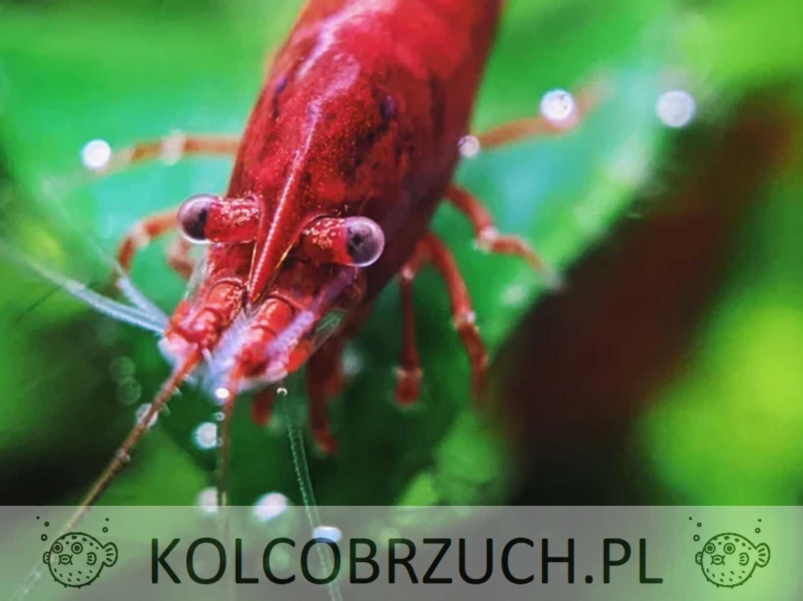 Krewetka BLOODY MARY - Neocaridina - Caridina - dowóz, wysyłka