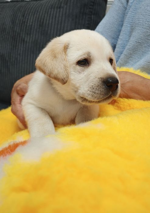 Labrador Retriever suczka