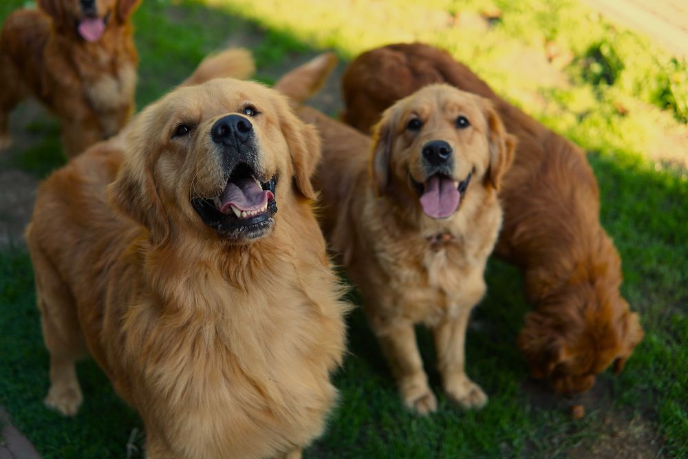 Szczeniaczek Golden Retriever