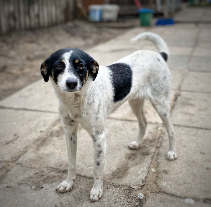 1,5 roku, 8 kg, delikatna Bielinka adopcja