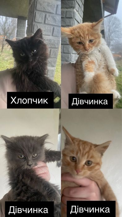В добрі руки маленькі котики, 3 дівчинки і 1 хлопчик
