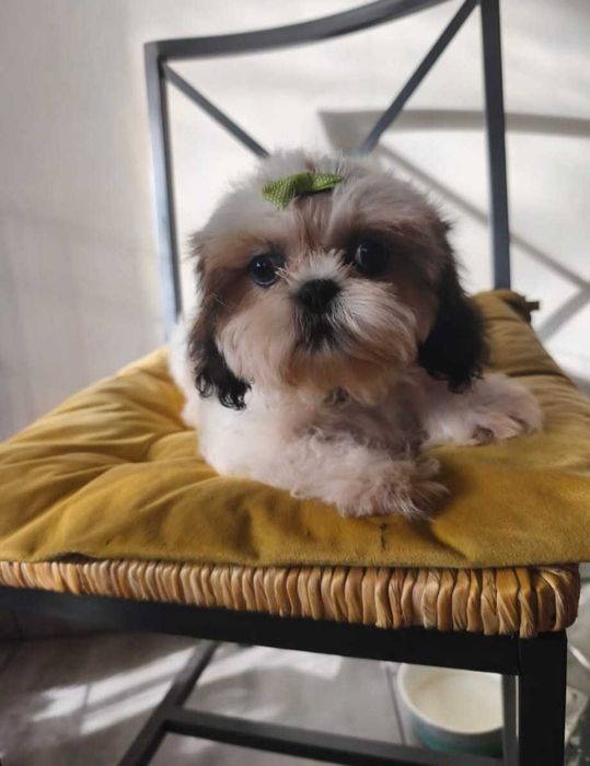 Sprzedam pięknego pieska