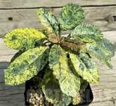 Дорстенія варієгатна / dorstenia foetida variegata