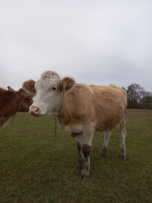Теличка сіментал, телиця парувального віку