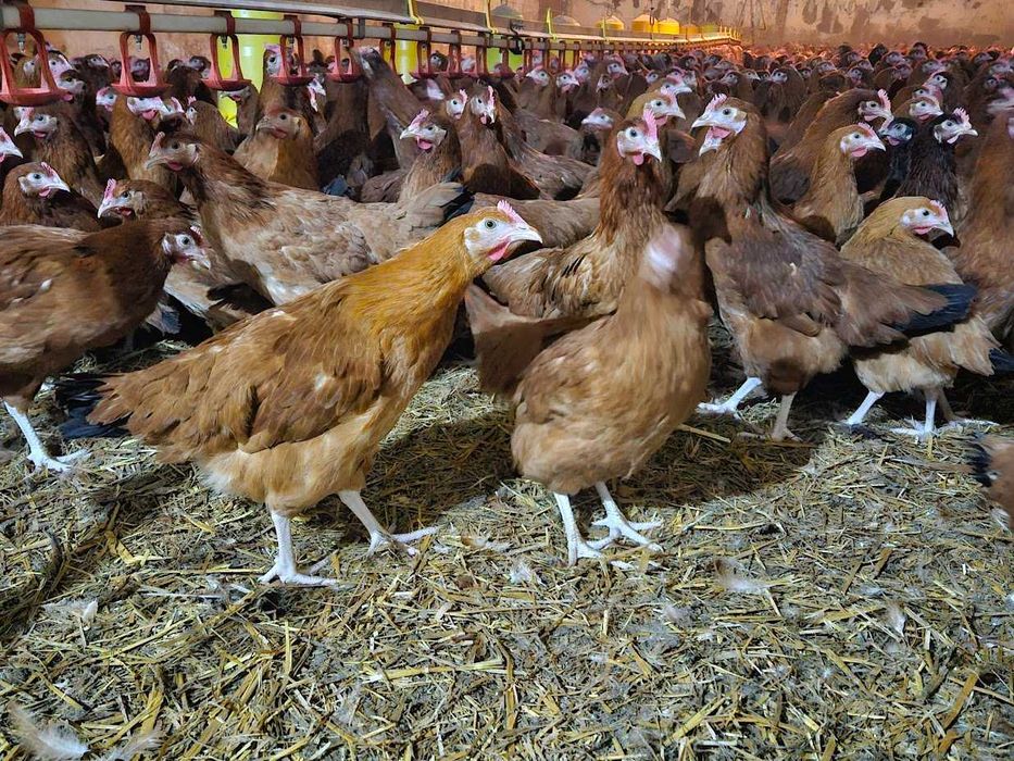 Kurki kokoszki nioski