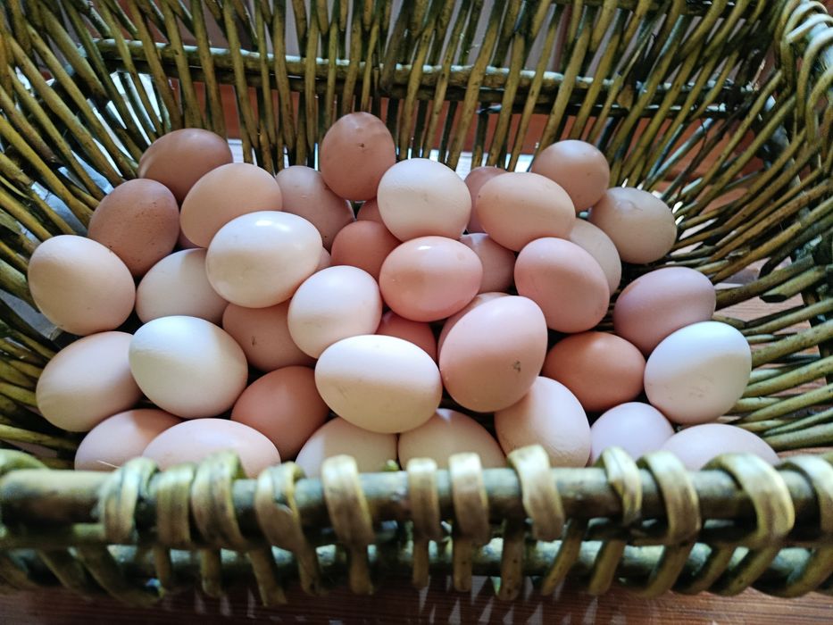 Jajka od kur z wolnego wybiegu